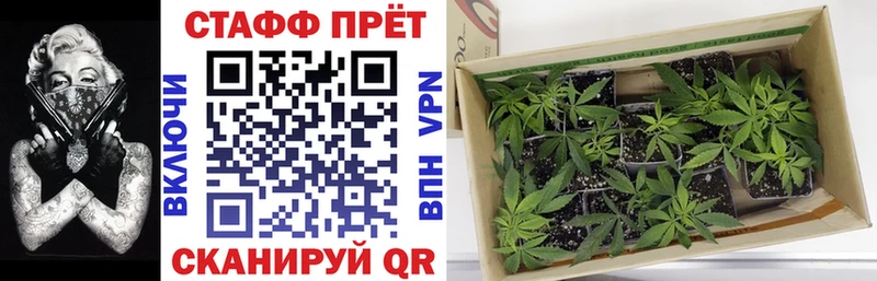Сколько стоит Тарко-Сале Псилоцибиновые грибы  АМФЕТАМИН  A-PVP  Гашиш  МЕФ  Конопля 